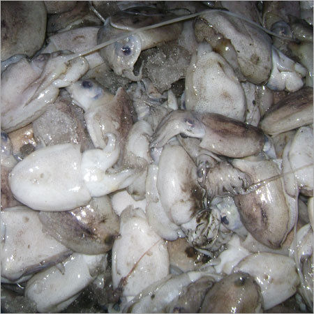 Baby Cuttlefish Whole Round