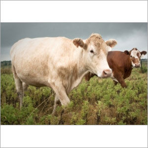 Cattle On Pasture In Texas