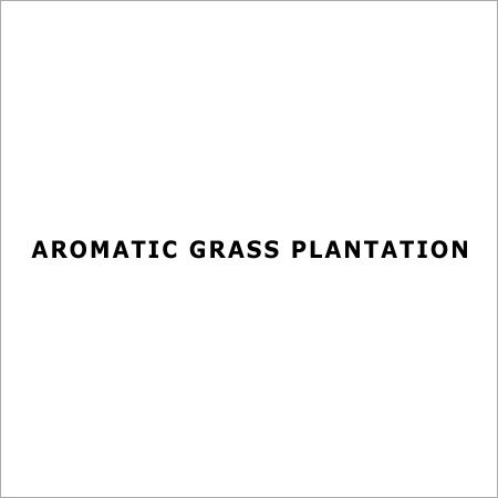 Aromatic Grass Plantation