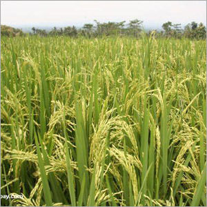 Paddy Green Rice