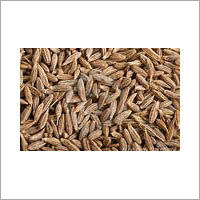 Cumin Seed (Jeera)