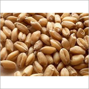 Indian Brown Wheat