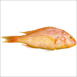 Snapper : Indian Threadfin Med