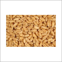 Wheat - Dwarf, Semi-Dwarf, Bearded Varieties | High Carbohydrate Content, Easy to Digest, Safe for Consumption, Versatile for Various Uses