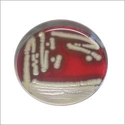 Antimicrobial Agent