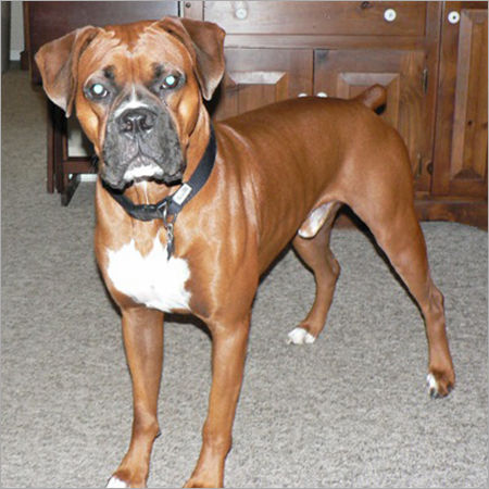 Boxer Dog