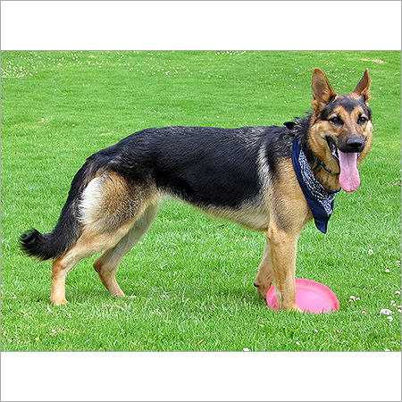 German Shepherd