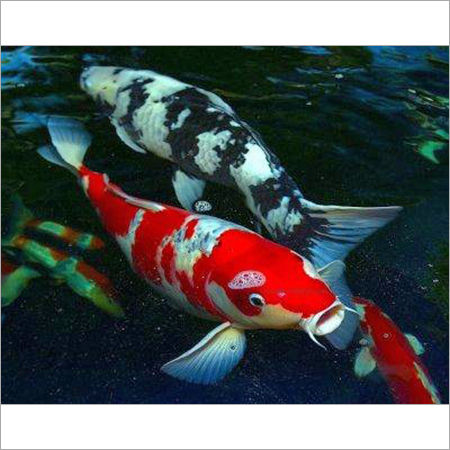 Koi Fish