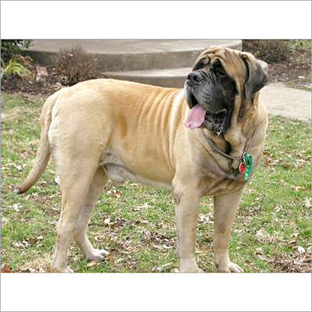 Mastiff  Dog