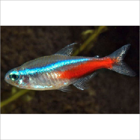 Neon Tetra