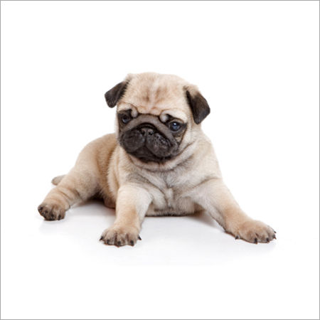 Pug Puppy