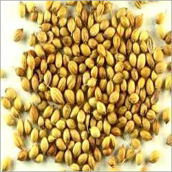 Whole Coriander Seeds