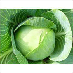 Cabbage