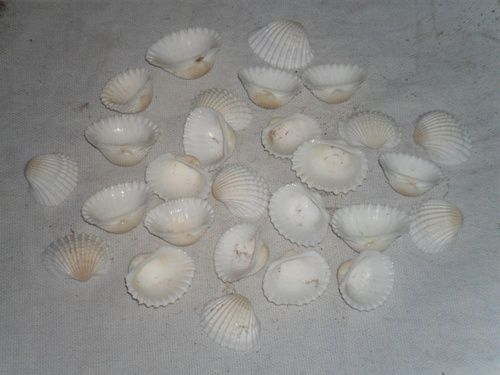 Raw Seashells