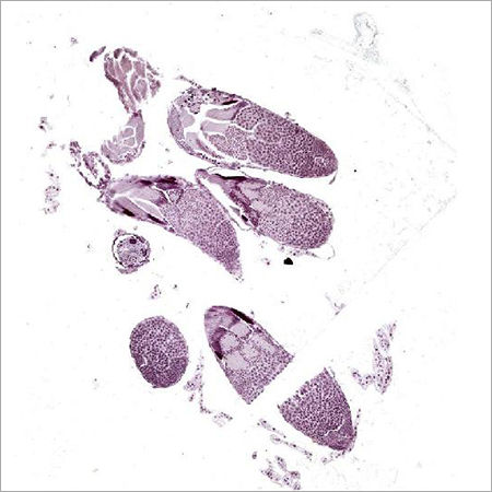 Cell Biology Meiosis