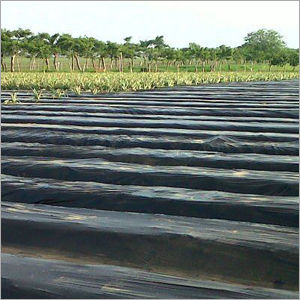 Plastic Mulch Films