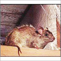 Rodent Control Services By INSECTIVORA