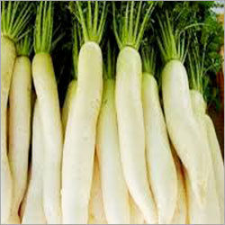 As Per Requirement White Radish