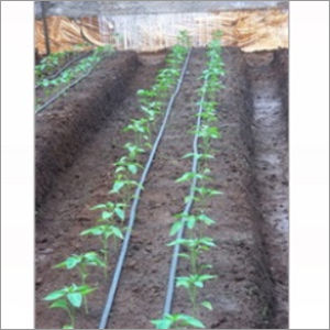 Drip Irrigation System Installation Service For Green House