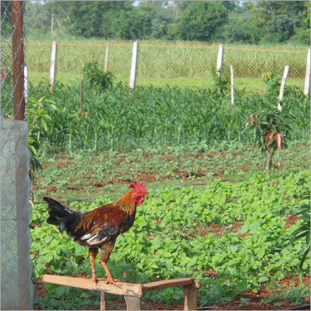 Poultry Livestock