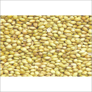 Coriander Seeds