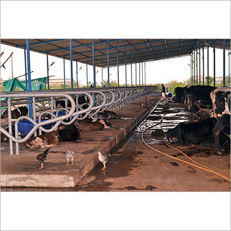 Cow Milking Parlor Fabrication