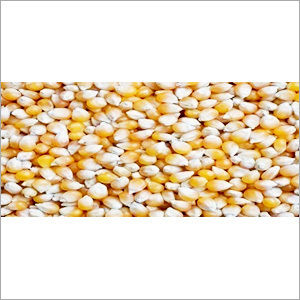 Yellow Maize