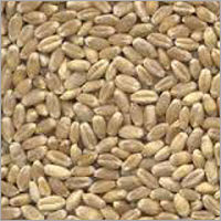 Wheat Seed HD 2851
