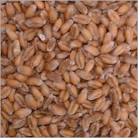 Wheat Seeds PBW 502
