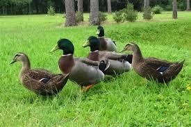 Indian Runner Ducks