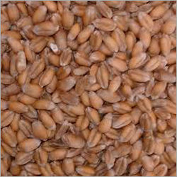 Organic Wheat Seeds