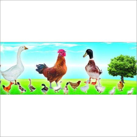 Embroiderd Poultry Complex Enzymes