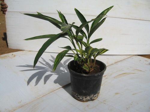Alfenia Plant