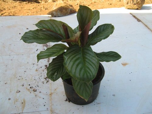 Calathea Exotica