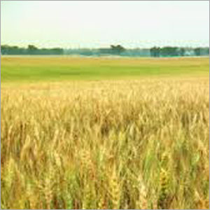 Indian Wheat