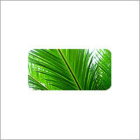 Palm and Cycad Plants