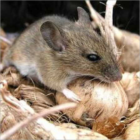 Rodents Control Services By MARUTI MISSILE PEST TREATMENT