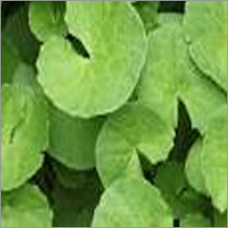 Brahmi Leaves