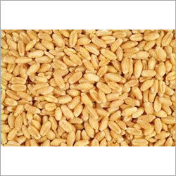 Brown Wheat