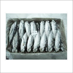 Frozen Squid Fishes