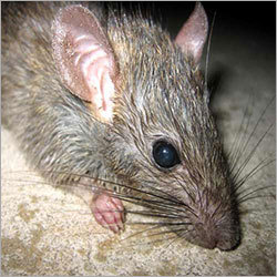 Rodent Control Services By BIOCHEM PEST CONTROL