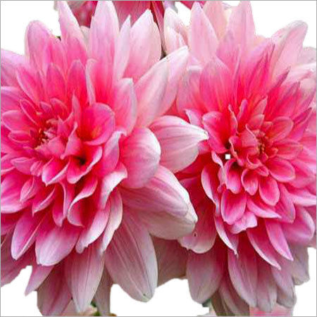 Dahlias Plants