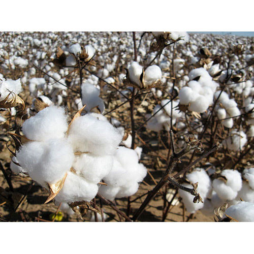 Unprocessed Raw Cotton