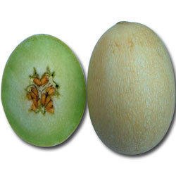 JHANVI Muskmelon Seeds