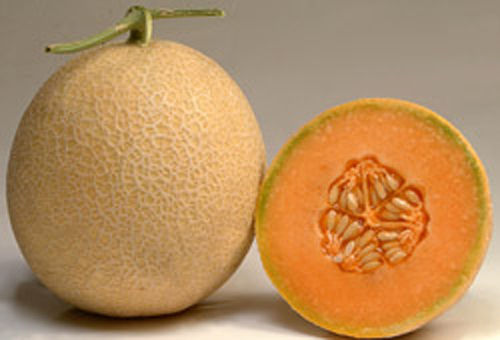 MADHURI Cantaloupe Seeds