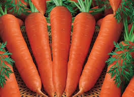 MOHINI Carrot