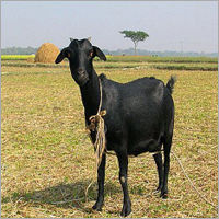 Black Bengal Goat Grade: Inconel 625