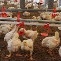 Poultry Meat - Customizable Cuts and Preparations | Premium Quality, Freshness Guaranteed