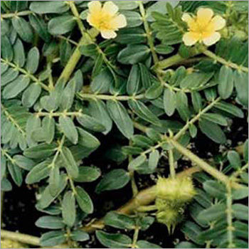 Tribulus Terrestris Extract