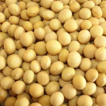 Fresh Soybean